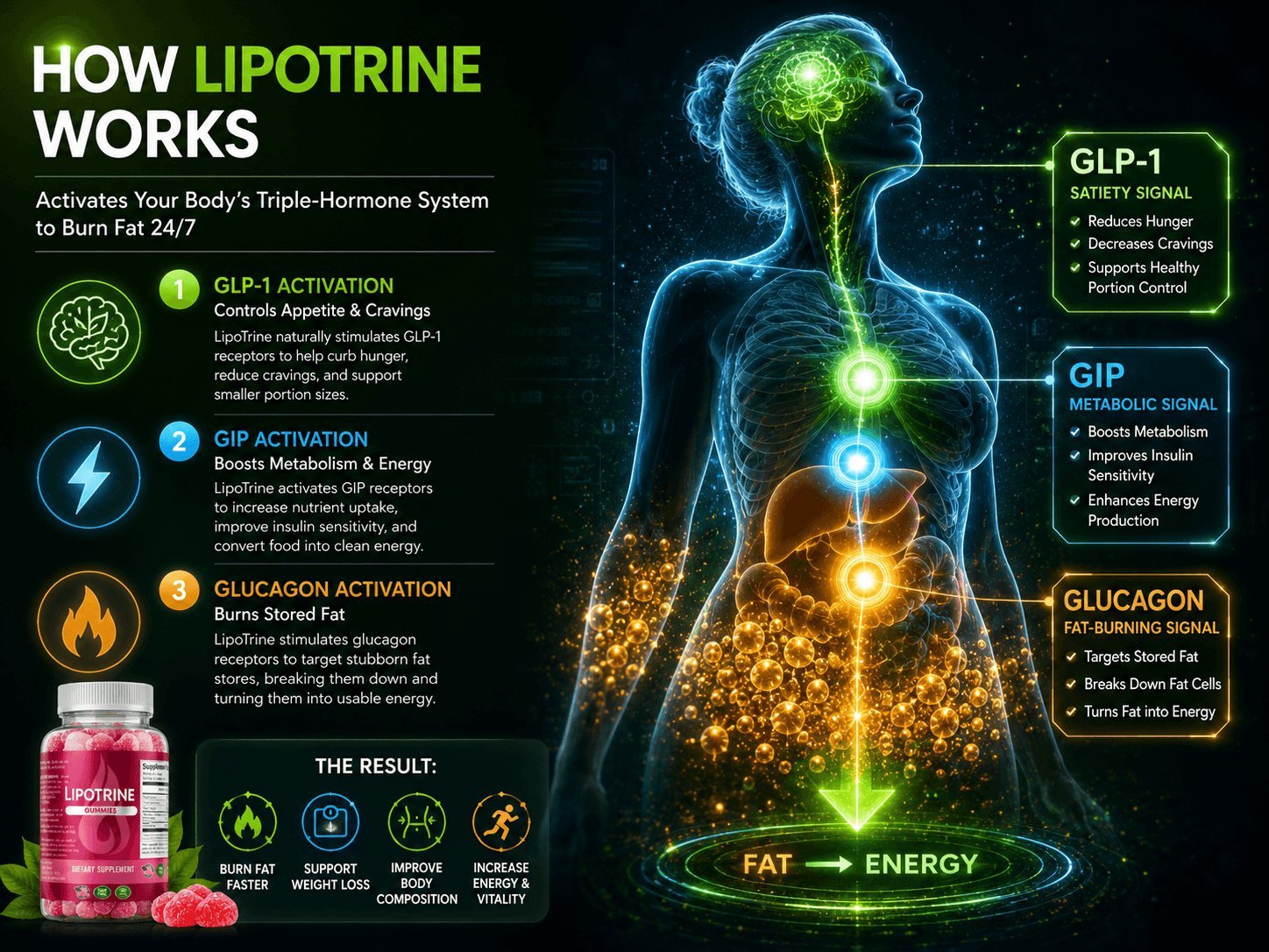 How LipoTrine Triple G gummies activate GLP-1 GIP Glucagon fat burning diagram
